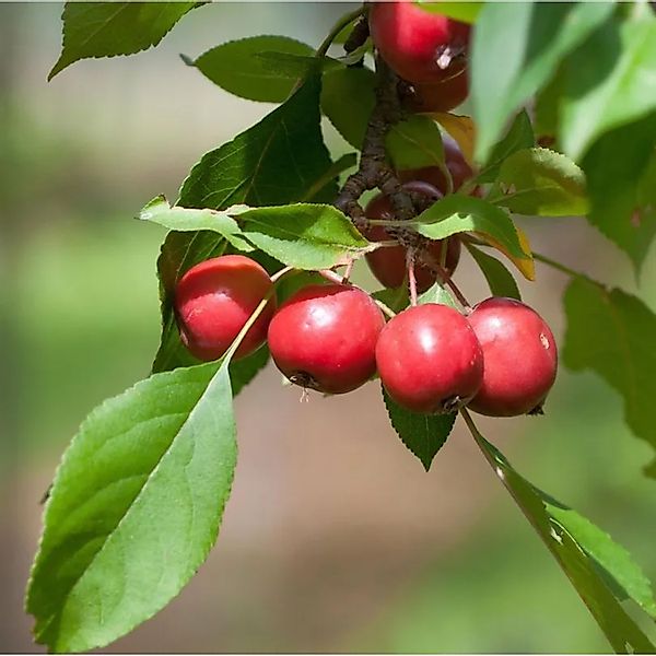 Zierapfel Appletini 80-100cm - Malus Hybride günstig online kaufen