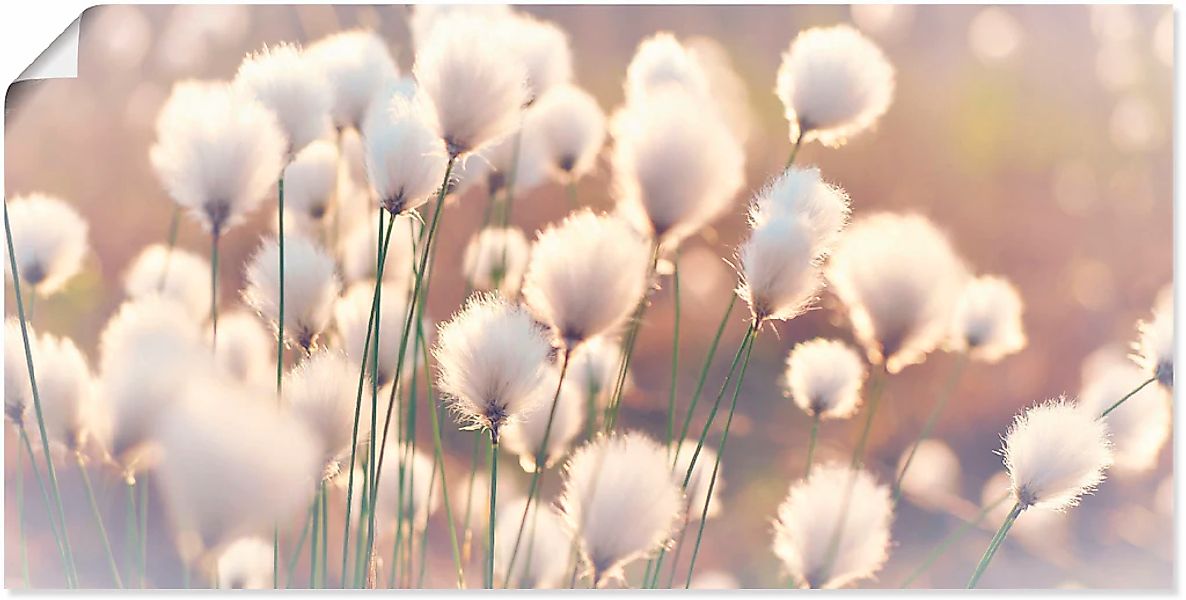 Artland Wandbild "Wollgraszauber im Moor" Gräser 1 Stk. tlg. als Alubild, O günstig online kaufen