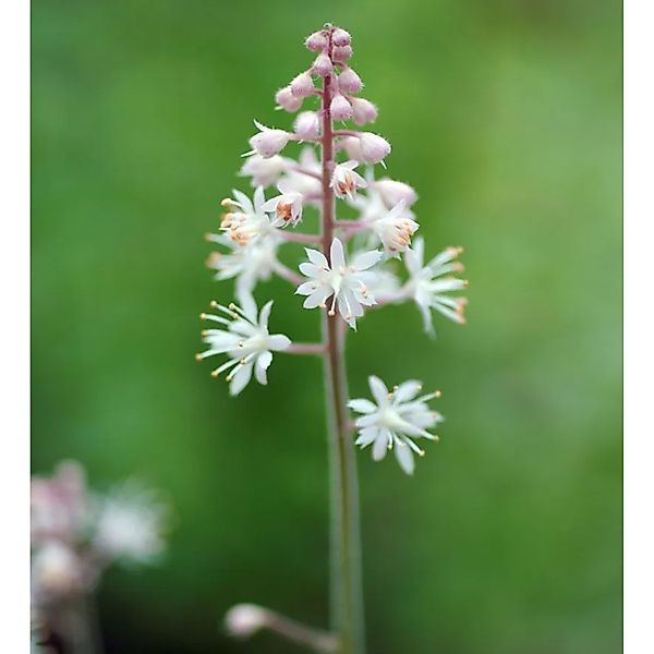 Zipfelblättrige Garten Schaumblüte Pink Skyrocket - Tiarella,aciniata günstig online kaufen