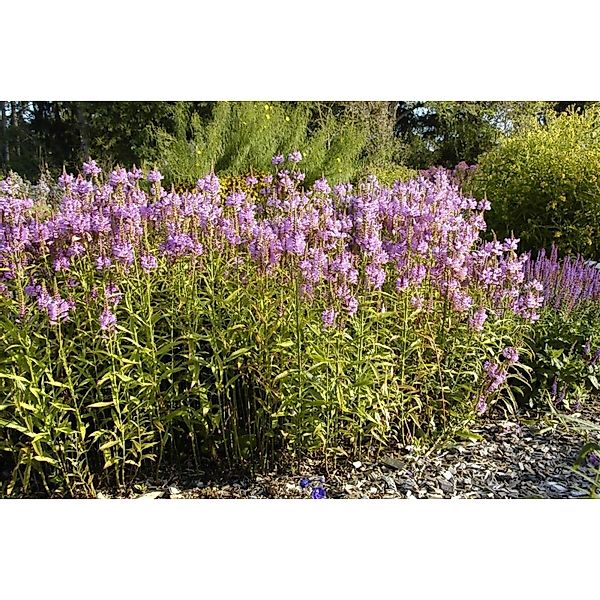 Physostegia Virginiana Vivid Virginische Gelenkblume Ca. 9x9 cm Topf günstig online kaufen