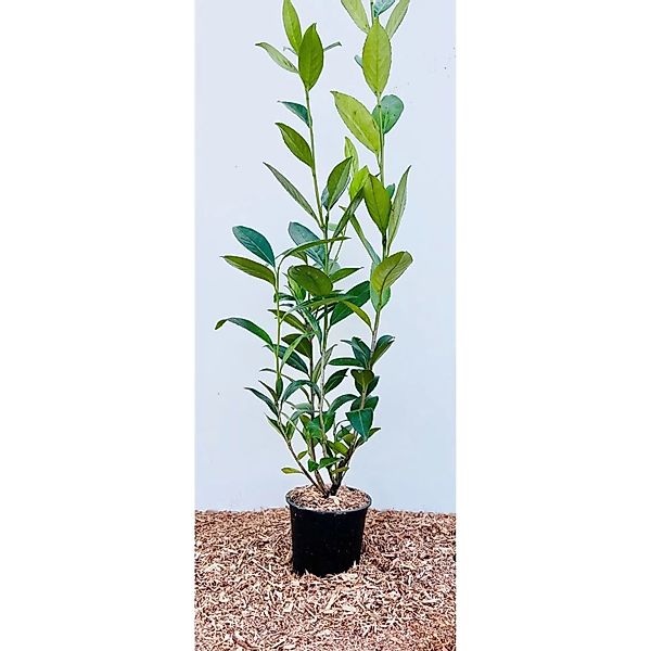 Prunus laurocerasus 'Caucasica' 60-100 cm günstig online kaufen