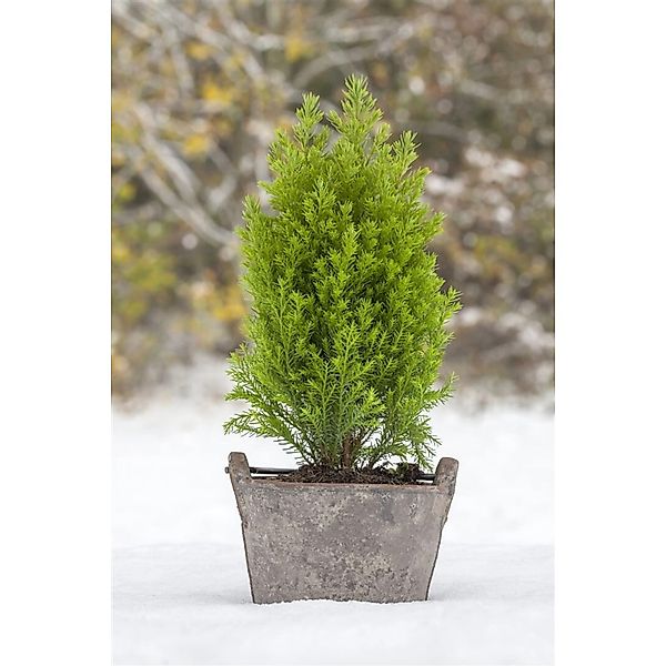 Chamaecyparis Lawsoniana Ellwoods Gold Gelbgrün 20–30 cm günstig online kaufen