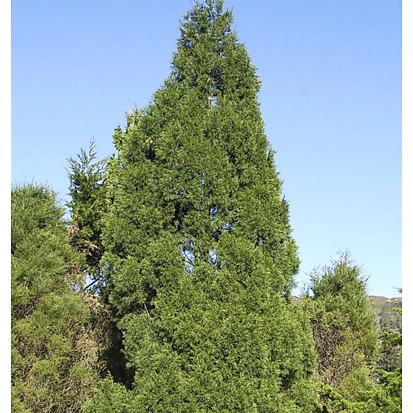 Zypressen Wacholder Spartan 50-60cm - Juniperus chinensis günstig online kaufen