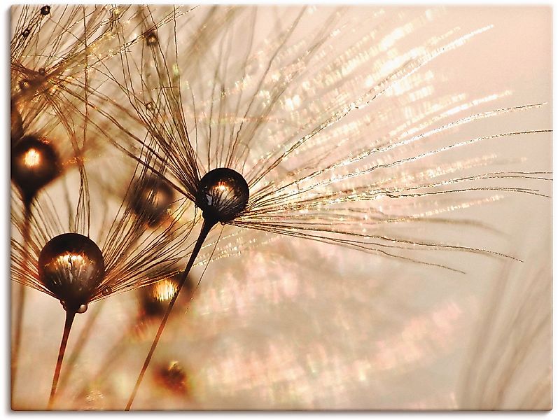 Artland Wandbild »Pusteblume Goldener Tropfen« 1 Stk. tlg. als Alubild, Out günstig online kaufen