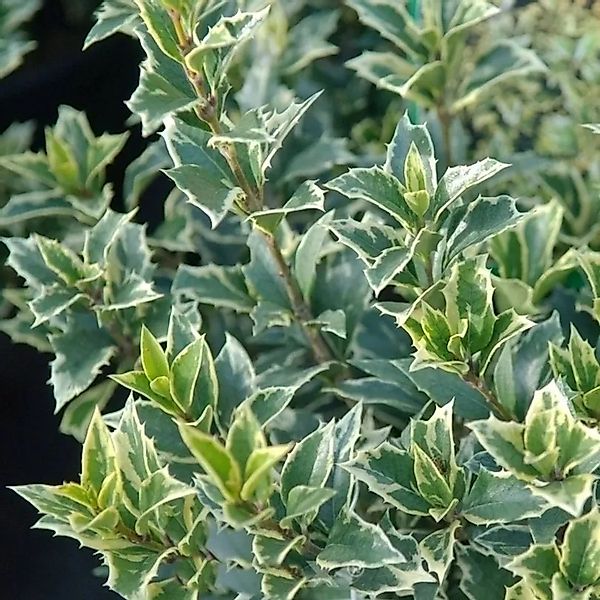 Herbstduftblüte Variegatus 40-50cm - Osmanthus heterophyllus günstig online kaufen