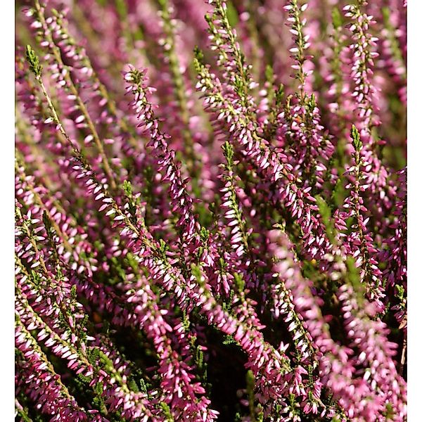 10x Knospenheide Gardengirls Anette - Calluna vulgaris günstig online kaufen