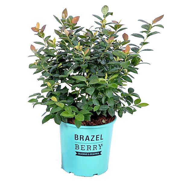 Heidelbeere Pink Breeze Höhe ca. 25-30 cm Topf ca. 4,5 l Vaccinium BrazelBe günstig online kaufen