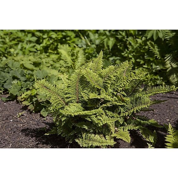 Polystichum Setiferum Filigranfarn 40–60 cm günstig online kaufen