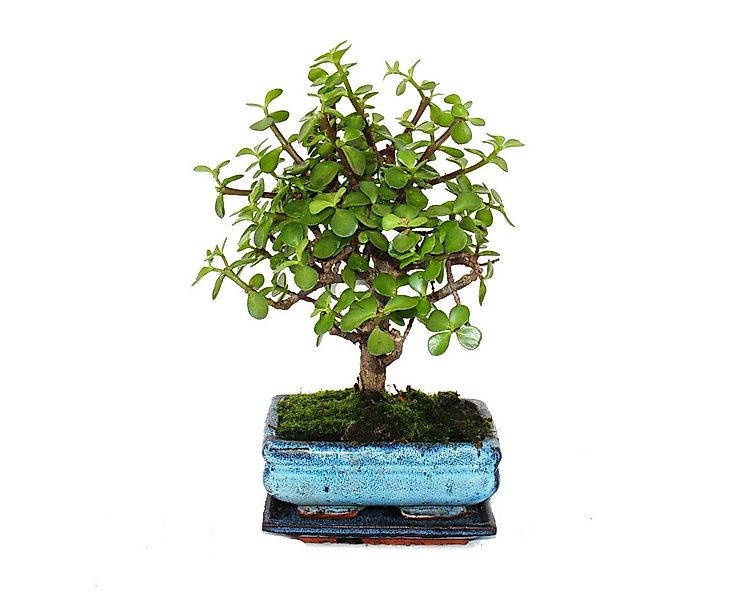 Exotenherz Zimmerpflanze Bonsai Portulacaria Afrikanischer Elefantenbaum ca günstig online kaufen