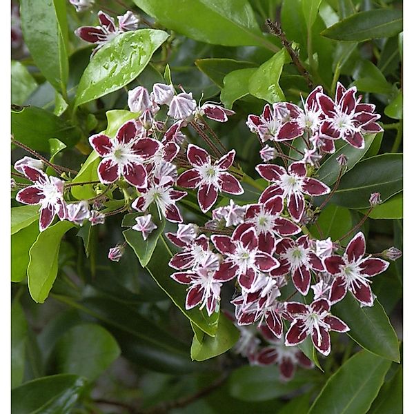 Großer Berglorbeer Galaxy 40-50cm - Kalmia latifolia günstig online kaufen