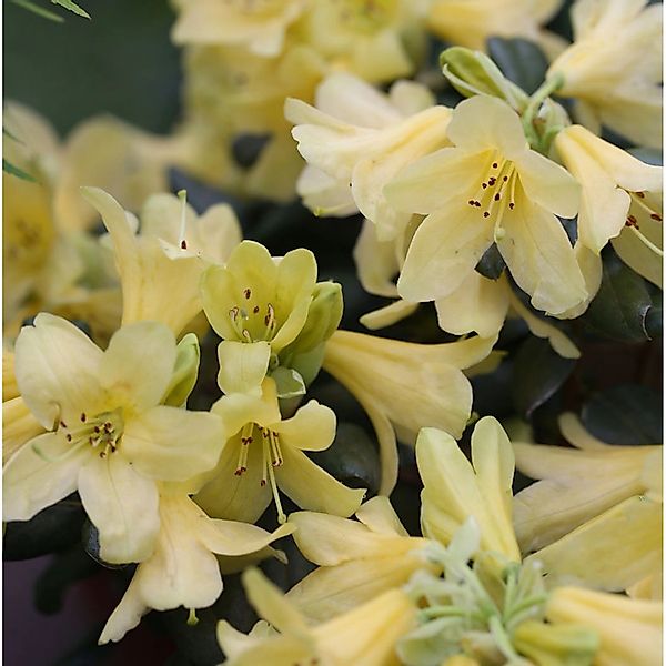 Wild Alpenrose 30-40cm - Rhododendron ambiguum günstig online kaufen