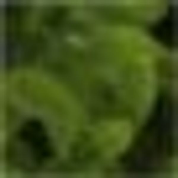 Kunstpflanze Buchsbaumhalbkugel, Creativ green, Höhe 14 günstig online kaufen