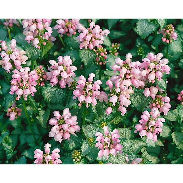 Lamium Maculatum Gefleckte Taubnessel Shell Pink Ca. 9x9 cm Topf günstig online kaufen