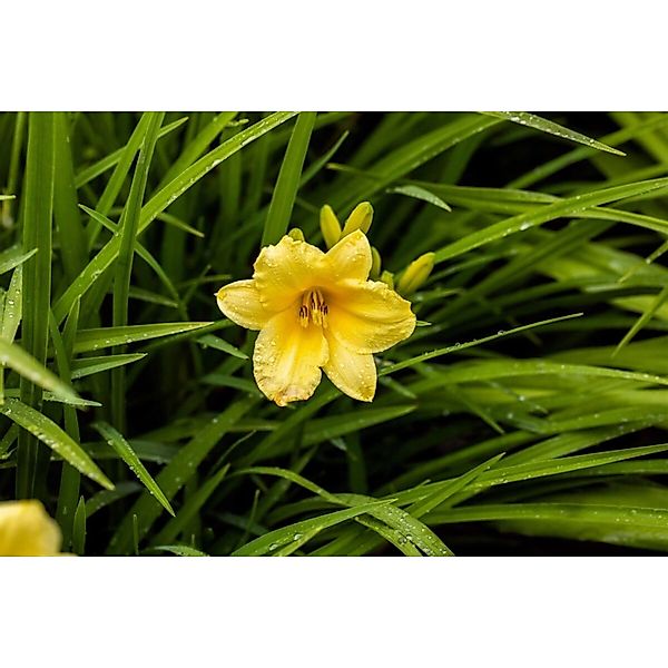 Hemerocallis X Cult. Happy Returns Taglilie Ca. 9x9 cm Topf günstig online kaufen