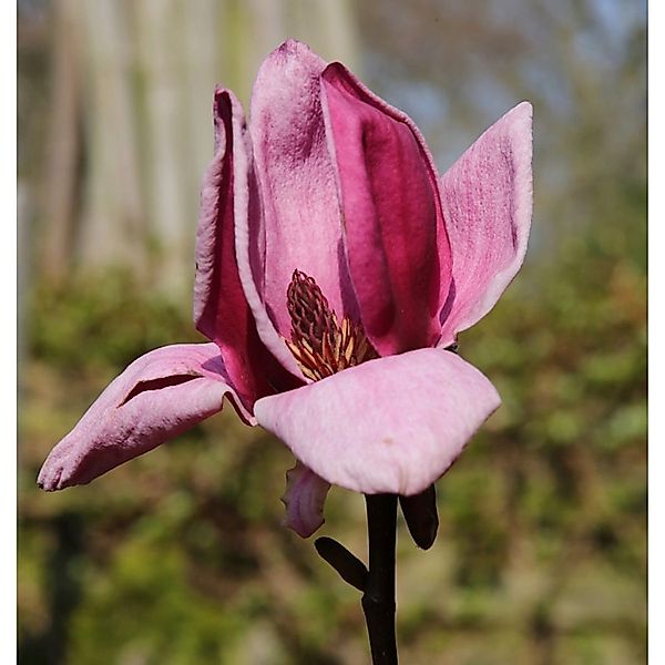 Magnolie Genie 100-125cm - Magnolia günstig online kaufen