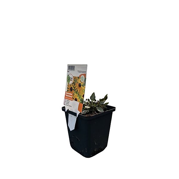 GROW by OBI Sonnenhut Goldsturm Gelb Topf-Ø ca. 9 cm x 9 cm Rudbeckia günstig online kaufen