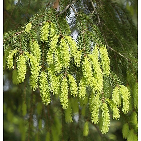 Gelbe Fichte 40-50cm - Picea abies Aurea günstig online kaufen