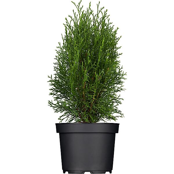 Lebensbaum Smaragd Set à 50 Stück Höhe ca. 30 - 40 cm Thuja occidentalis günstig online kaufen