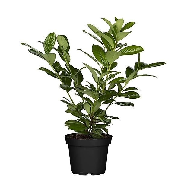 Prunus,aurocerasus 'Novita' 40-60 cm günstig online kaufen