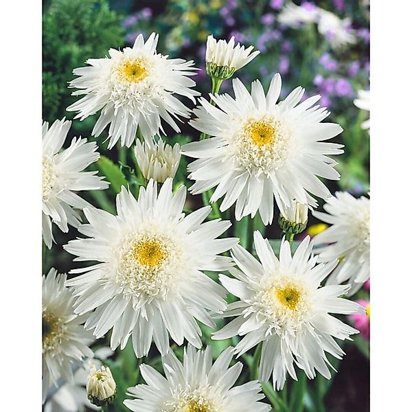 Leucanthemum X Superbum Wirral Supreme Margerite Ca 9x9 cm Topf günstig online kaufen