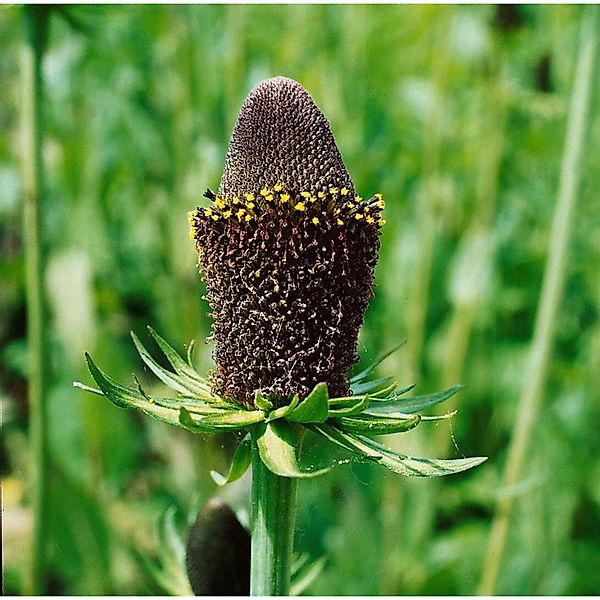 Rudbeckia Occidentalis Green Wizard Schwarzäugige Susanne Ca. 9x9 cm Topf günstig online kaufen