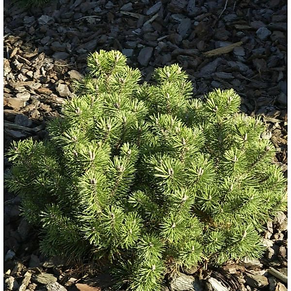 Kugelkiefer Mops 25-30cm - Pinus mugo günstig online kaufen