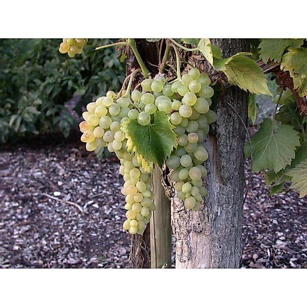 Vitis Vinifera Solaris Weinrebe 80–100 cm günstig online kaufen