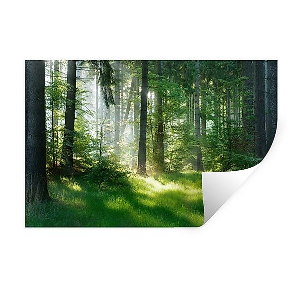 MuchoWow Wandsticker Natur - Bäume - günstig online kaufen