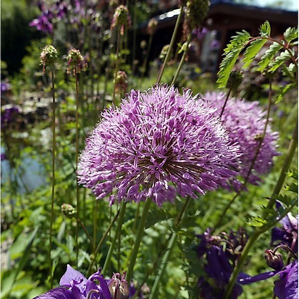 Zierlauch Summer Beauty - Allium hybride günstig online kaufen