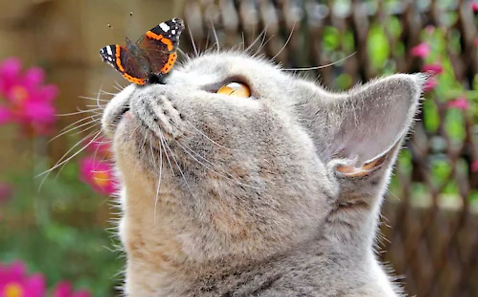 Papermoon Fototapete »Schmetterling und Katze« günstig online kaufen