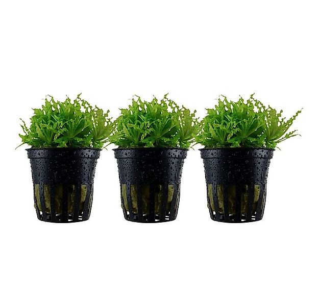 Aquaone Wasserpflanze Aquarium Pflanze 3 Stück Pogostemon helferi Wasserpfl günstig online kaufen