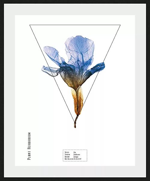queence Bild "Iris", (1 St.) günstig online kaufen