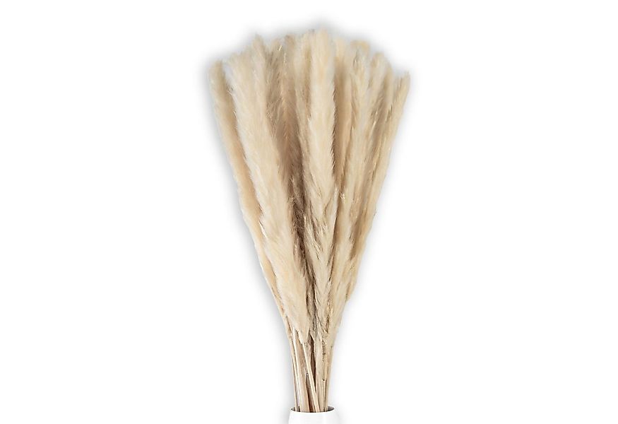 Trockenblume, Intirilife, Höhe 5 cm, Pampasgras 30 Stück Weiß Trockenblume günstig online kaufen