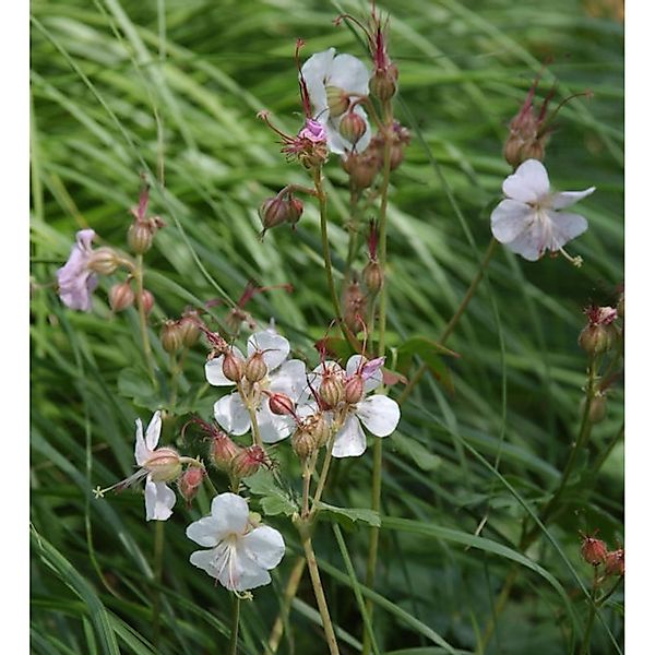 Storchenschnabel Saint Ola - Geranium cantabrigiense günstig online kaufen