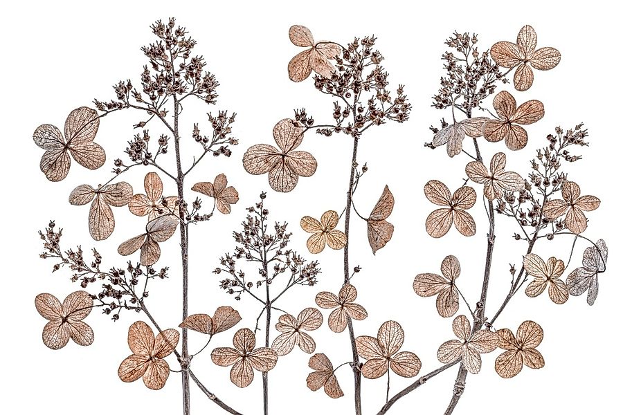 Papermoon Fototapete "Photo-Art MANDY DISHER, HORTENSIE-PANIKULATA" günstig online kaufen