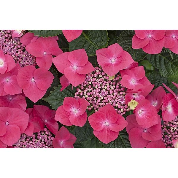Hydrangea Macrophylla Bauernhortensie Kardinal 40-60 cm günstig online kaufen