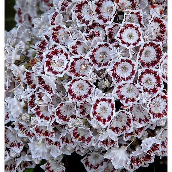 Großer Berglorbeer Nani 25-30cm - Kalmia latifolia günstig online kaufen