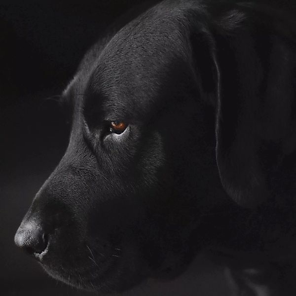 Wandkraft | Wanddekoration Labrador günstig online kaufen