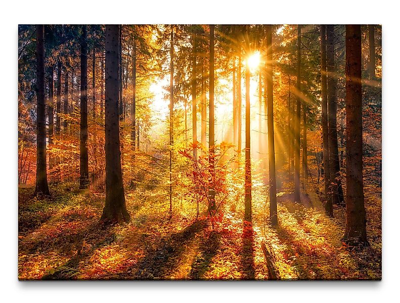 möbel-direkt.de Leinwandbild Bilder XXL Herbstwald mit günstig online kaufen