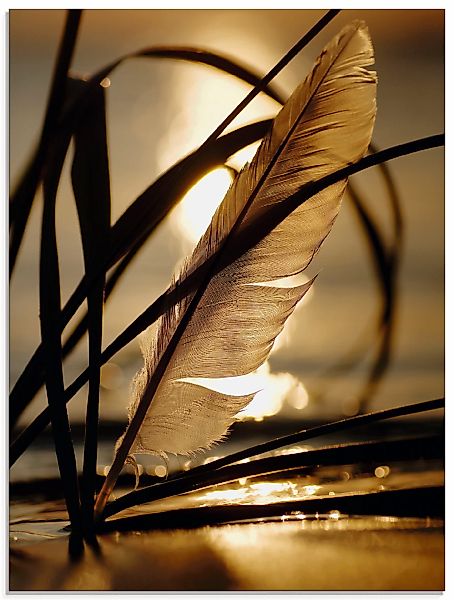 Artland Glasbild "Feder im Abendlicht" Gräser 1 Stk. tlg. in verschiedenen günstig online kaufen