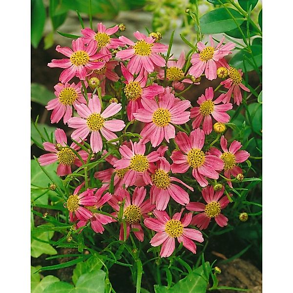 Coreopsis Rosea American Dream Mädchenauge Ca. 9x9 cm Topf günstig online kaufen