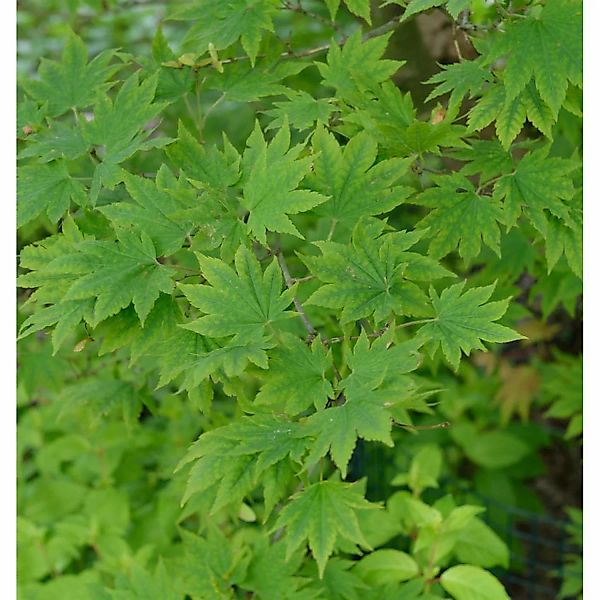 Koreanischer Fächer-Ahorn North Wind 80-100cm - Acer pseudosieboldianum günstig online kaufen