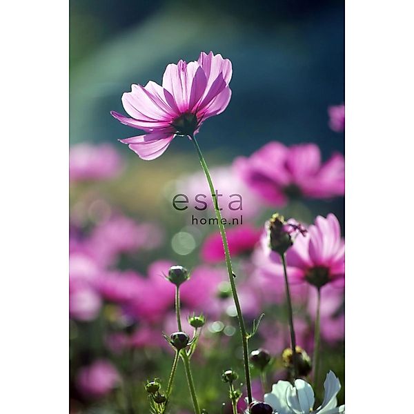 ESTAhome Fototapete Feldblumen Rosa 186 cm x 279 m 158005 günstig online kaufen