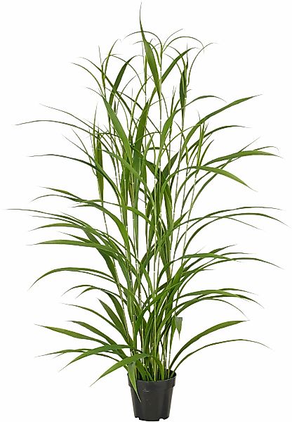 Creativ green Kunstgras "Grasbusch", mit filigranen Grashalmen günstig online kaufen