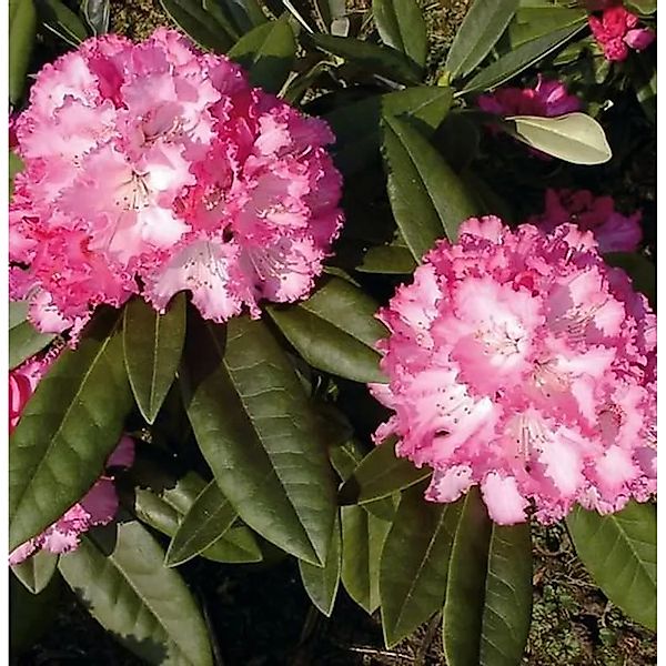 Hochstamm Rhododendron Arabella 80-100cm - Alpenrose günstig online kaufen