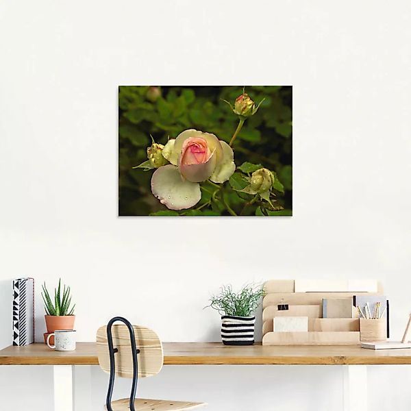 Artland Glasbild »Rosa Rose«, Blumen, (1 St.) günstig online kaufen