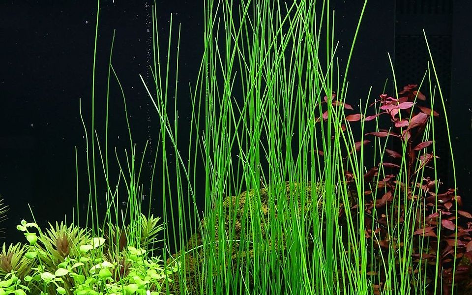 Aquaone Wasserpflanze Aquariumpflanze Eleocharis montevidensis Nr.132D günstig online kaufen