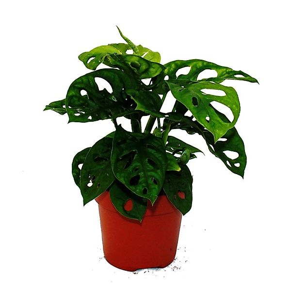 Exotenherz Zimmerpflanze Fensterblatt - Monstera "Monkey Mask" - 12cm Topf günstig online kaufen