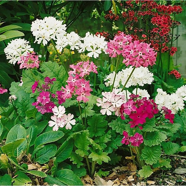 Primula Sieboldii Japanische Primel Ca. 9x9 cm Topf günstig online kaufen