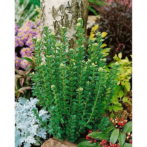 Buxus sempervirens 'Handsworthiensis' 100-125 cm günstig online kaufen